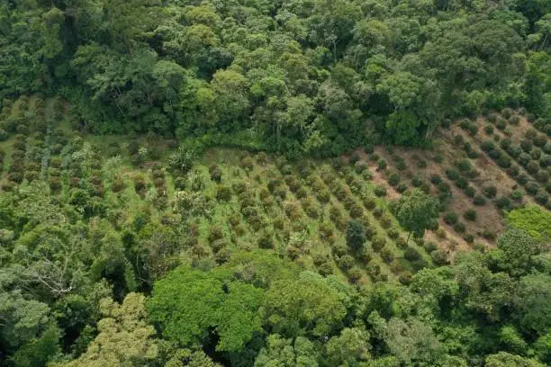Aerial view of a small plantation of achiote that is located within tropical rainforest and of which the left half has been planted recently