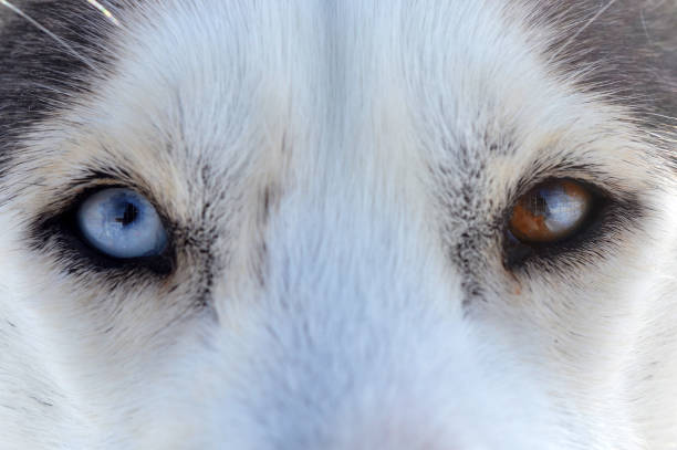 Closeup of a husky with different-colored eyes staring at the camera.
