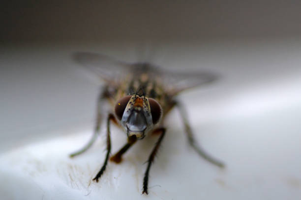 istock Close-up of a brown fly 1281314041