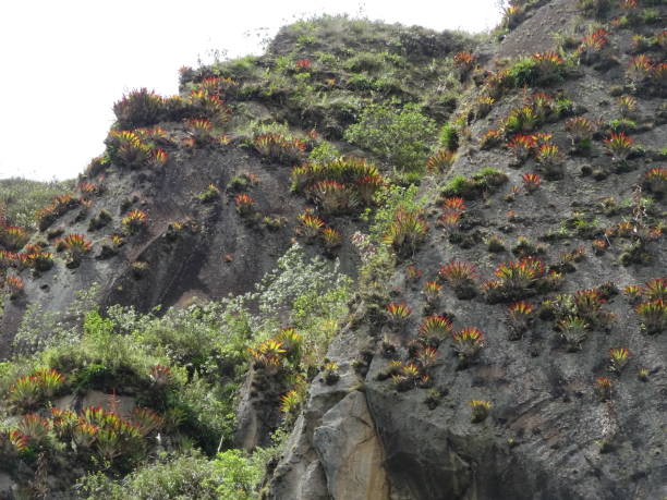 istock Rock cliffs or hills that are covered in green and red colored bromelias 1281314269
