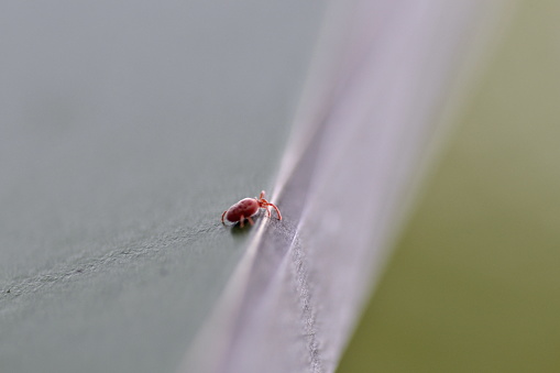 A clover mite, which looks like a little red spider, stands on the edge of wooden surface.