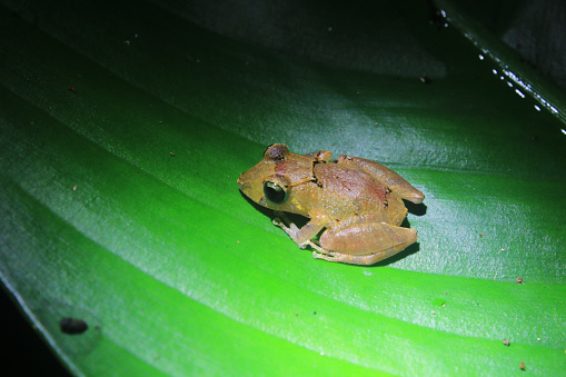 Una rana arbolada de color marrón, de color amarillo con ojos negros y oscuros y una línea que corre de sus ojos que se sienta en una hoja verde brillante photo