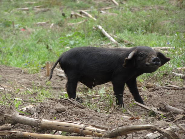 istock A small black pig that looks happy and is running around 1281314476