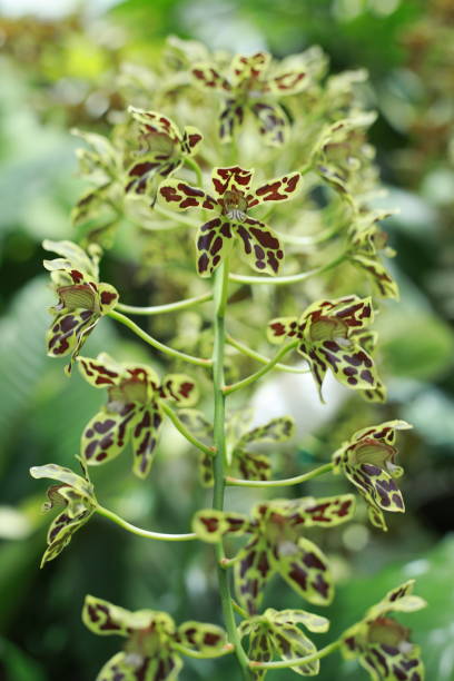 istock Botanical garden plant 1281315614