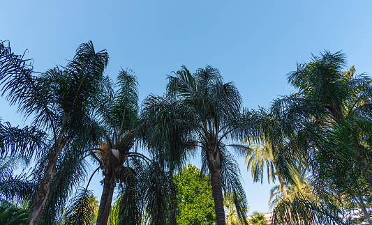 Low angle view at palm trees in Italy