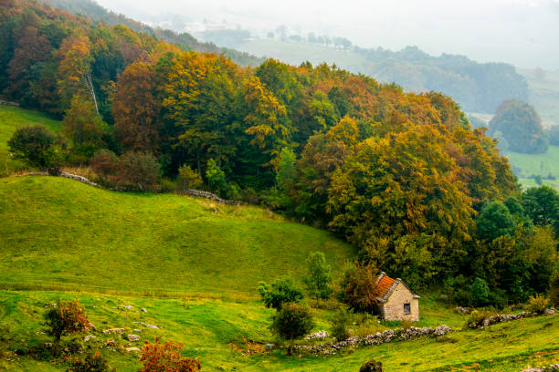 foliage among the beautiful trees with yellow red and green leaves in autumn among the pre-Alps in the Regional park of the Lessini Mountains near Campofontana, Verona, Veneto, Italy