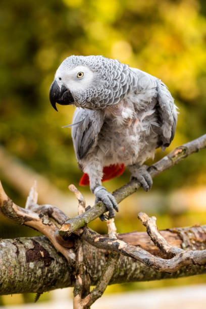 istock Rescued Self Plucked African Grey Parrot Perched on a Tree Branch 1281316788