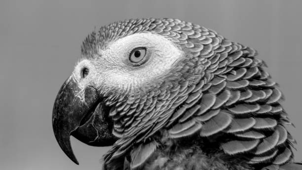 istock African Grey Parrot Close Up Side Profile 1281316857