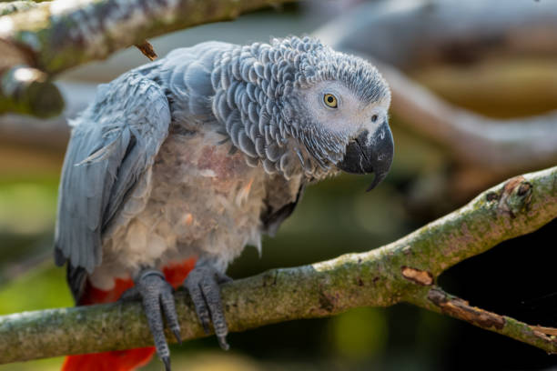 istock Rescued Self Plucked African Grey Parrot Perched on a Tree Branch 1281316941