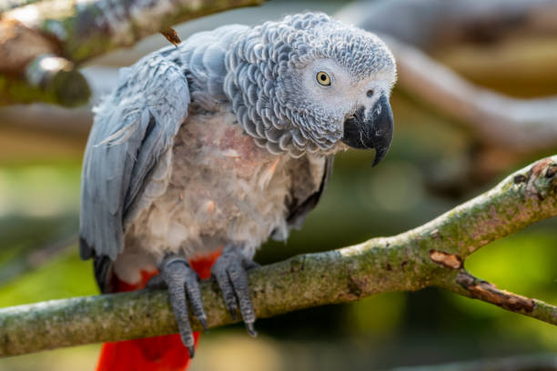 istock Rescued Self Plucked African Grey Parrot Perched on a Tree Branch 1281317547