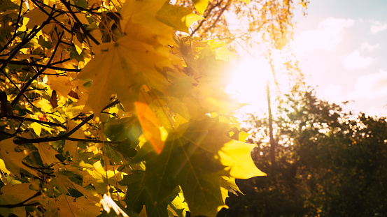 This iamge shows Lively closeup of falling autumn leaves with vibrant backlight from the setting sun