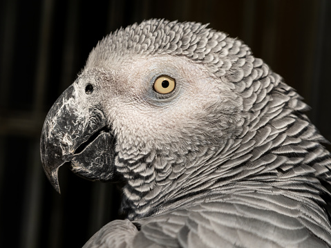 African Grey Parrot Close Up Side Profile