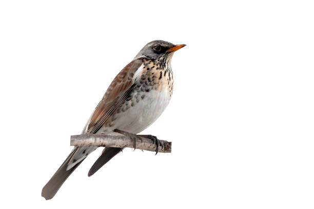 istock Isolated bird and branch. Fieldfare. White background. 1281317869