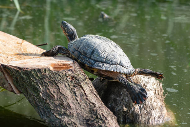 istock Cumberland Slider Soaking up the Sun 1281319020