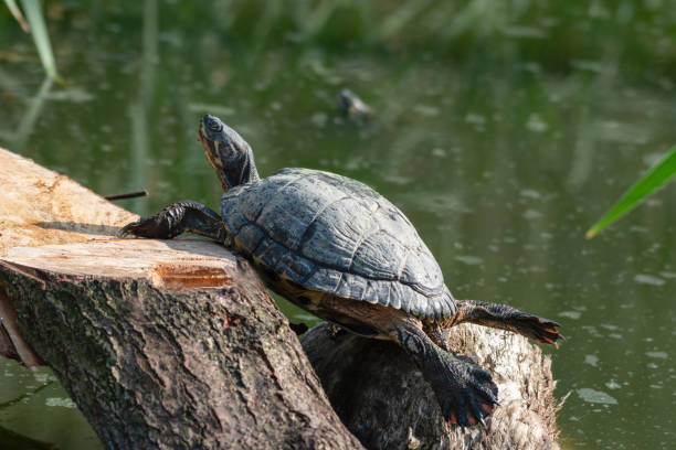 istock Cumberland Slider Soaking up the Sun 1281319032