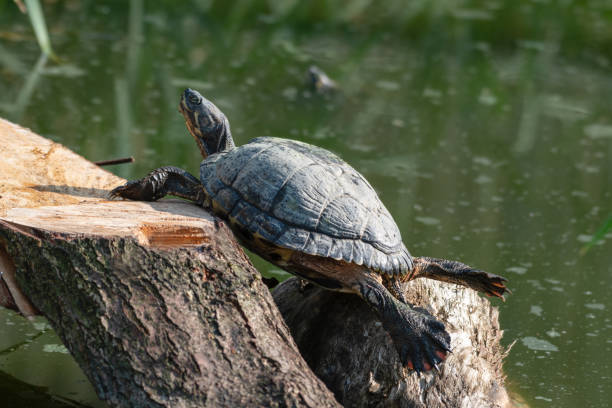 istock Cumberland Slider Soaking up the Sun 1281319115