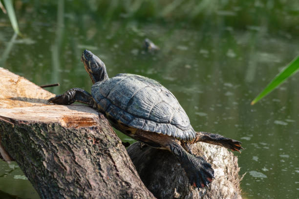 istock Cumberland Slider Soaking up the Sun 1281319119