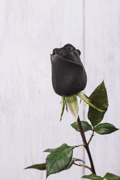 istock Black rose flower on wooden background 1281319176