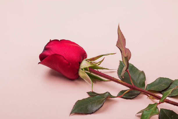 istock One beautiful red rose lies on a light pink background 1281319178