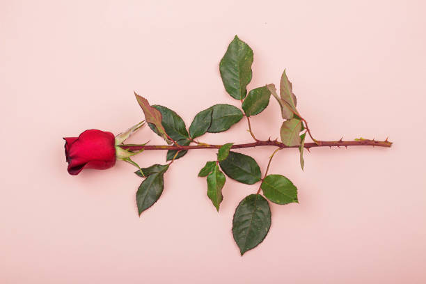 istock One beautiful red rose lies on a light pink background 1281319188