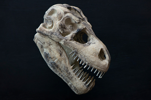 T-rex Skull