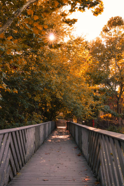 istock Sun flare popping through fall foliage trees over a long wooden boardwalk 1281320250