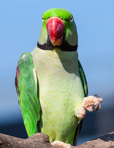 istock Alexandrine Parakeet Holding Millet in its Claw and Feeding 1281320384