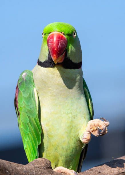 istock Alexandrine Parakeet Holding Millet in its Claw and Feeding 1281320412