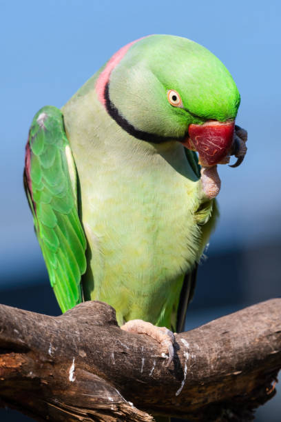 istock Alexandrine Parakeet Holding Millet in its Claw and Feeding 1281320416