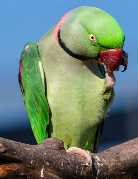 istock Alexandrine Parakeet Holding Millet in its Claw and Feeding 1281320453