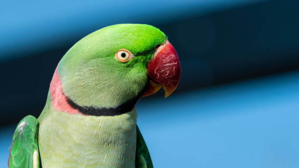 istock Alexandrine Parakeet Close Up Side Profile 1281320468