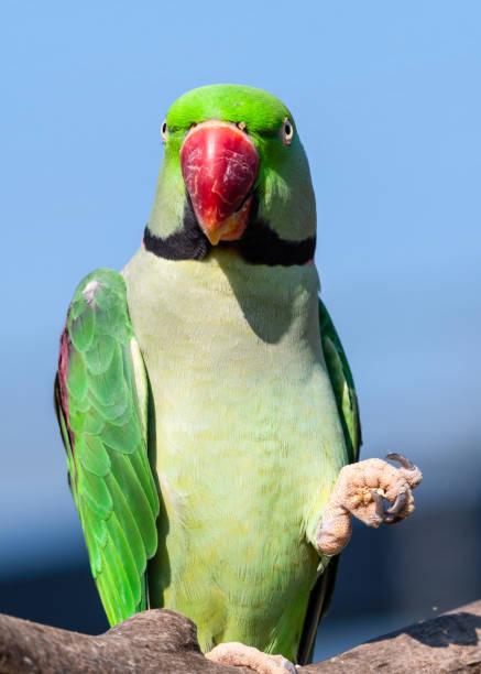 istock Alexandrine Parakeet Holding Millet in its Claw and Feeding 1281320473