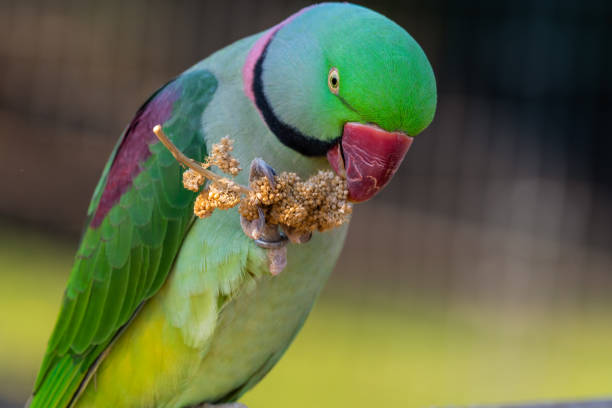 istock Alexandrine Parakeet Holding Millet in its Claw and Feeding 1281320500