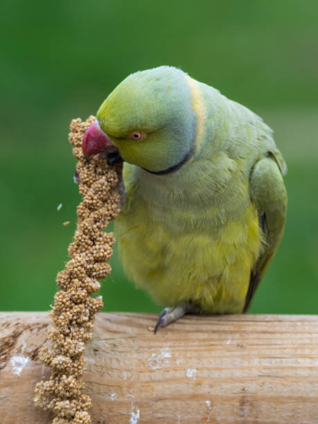 istock Alexandrine Parakeet Holding Millet in its Claw and Feeding 1281320519