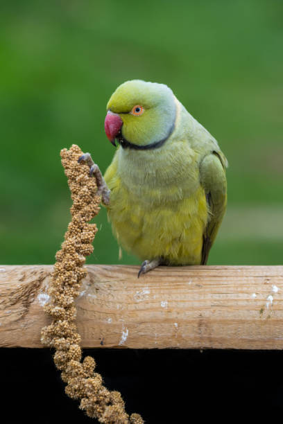 istock Alexandrine Parakeet Holding Millet in its Claw and Feeding 1281320553