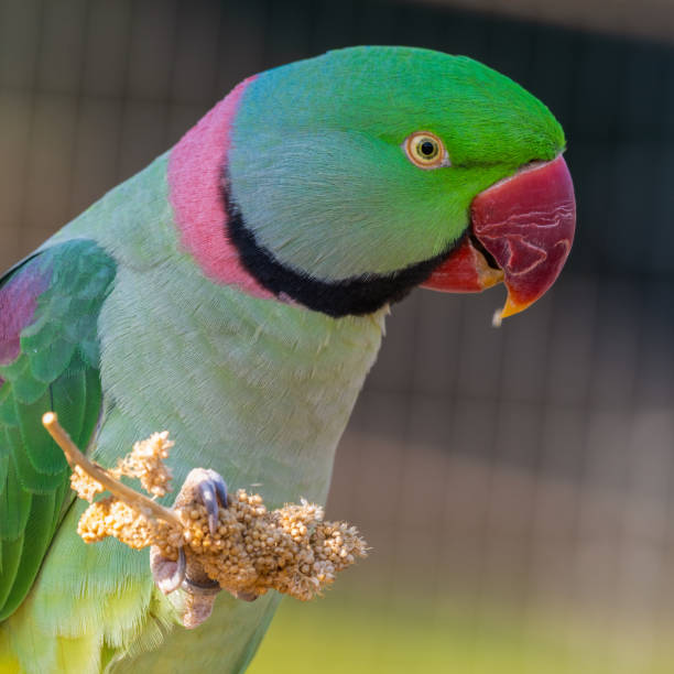 istock Alexandrine Parakeet Holding Millet in its Claw and Feeding 1281320584
