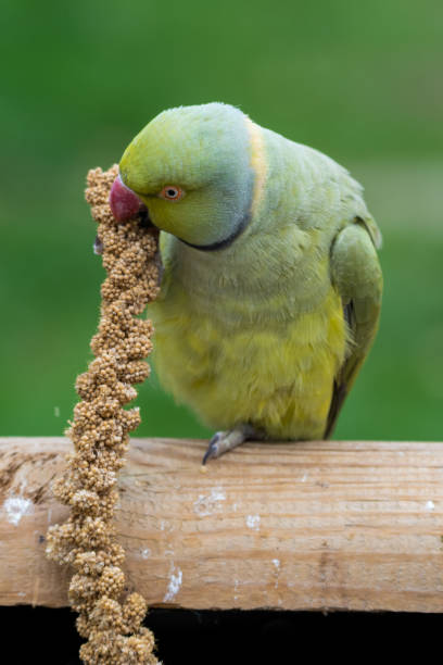 istock Alexandrine Parakeet Holding Millet in its Claw and Feeding 1281320589