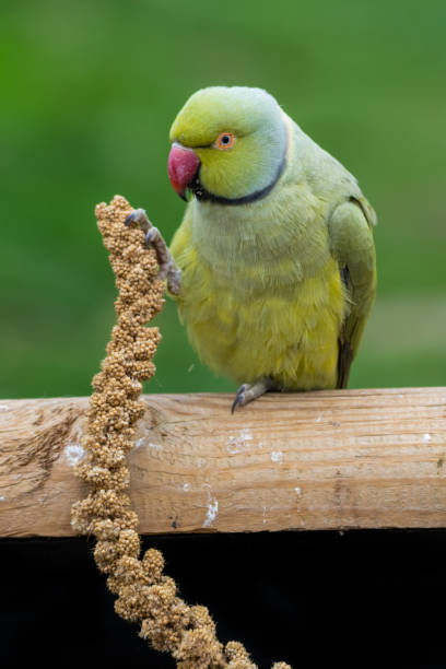 istock Alexandrine Parakeet Holding Millet in its Claw and Feeding 1281320637