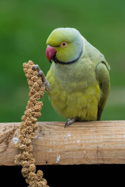 istock Alexandrine Parakeet Holding Millet in its Claw and Feeding 1281320675