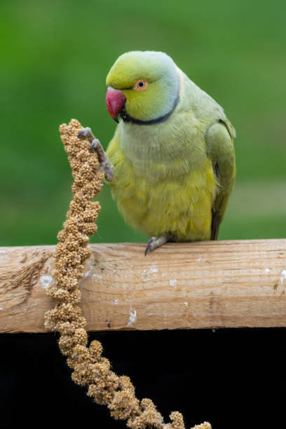 istock Alexandrine Parakeet Holding Millet in its Claw and Feeding 1281320695