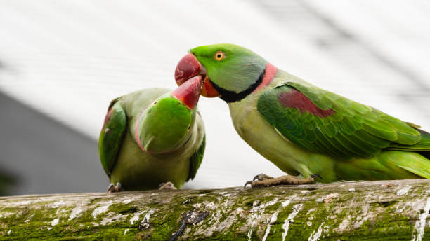istock Alexandrine Parakeet Courtship Feeding Another Parakeet 1281320713