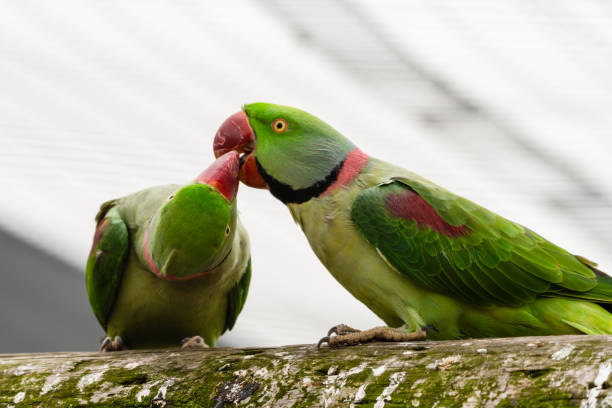 istock Alexandrine Parakeet Courtship Feeding Another Parakeet 1281320740