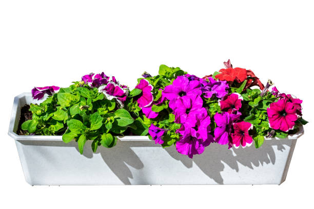 istock Petunia flowers on a white background. 1281320782