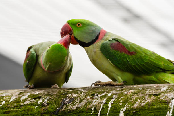 istock Alexandrine Parakeet Courtship Feeding Another Parakeet 1281320850