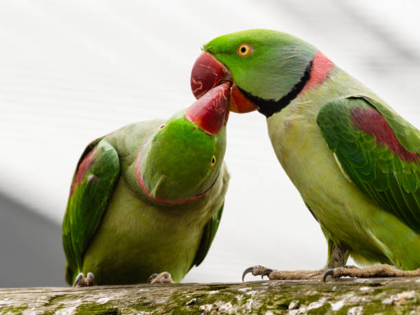 istock Alexandrine Parakeet Courtship Feeding Another Parakeet 1281320861