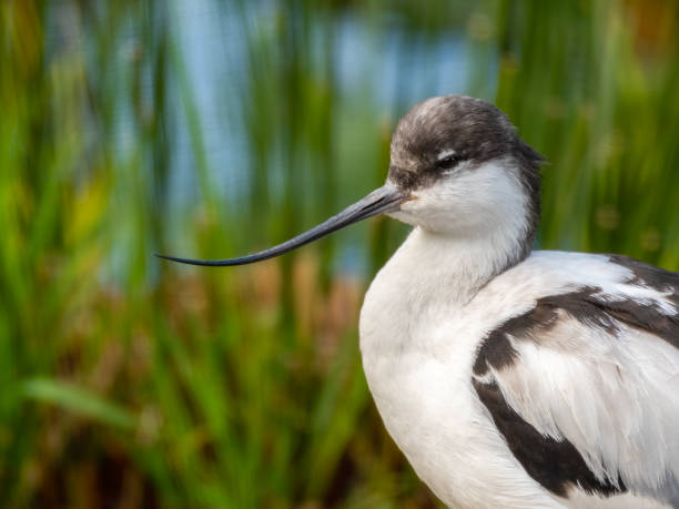 istock Pied Avocet Close Up Side Profile 1281320940