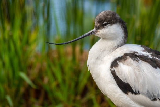 istock Pied Avocet Wading Along the Shoreline 1281321024