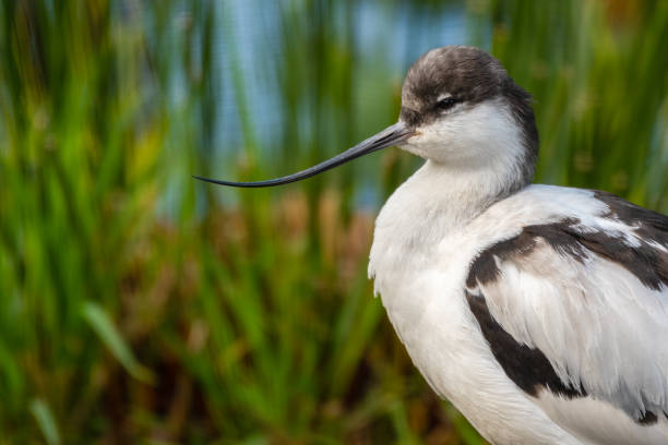 Pied Avocet Wading Along the Shoreline Pied Avocet Wading Along the Shoreline avocet stock pictures, royalty-free photos & images