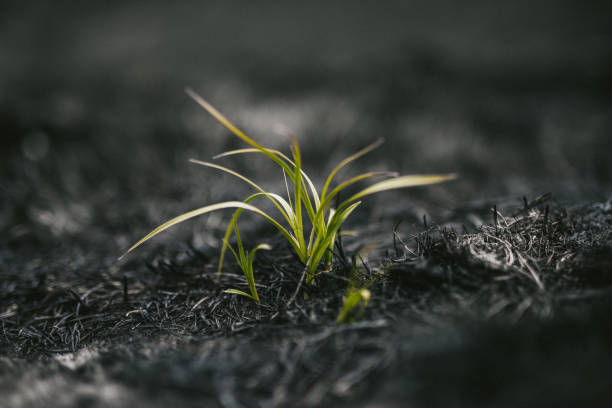 istock Rising out of the ashes 1281321665