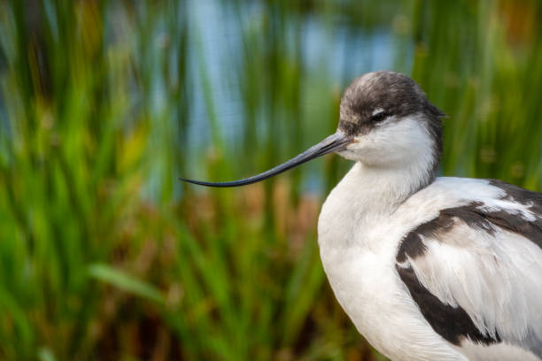 istock Pied Avocet Wading Along the Shoreline 1281321720